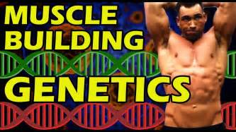 Get Bodybuilding Genetics How Fast Can You Build Muscle Quickly Gain Muscle Good Bad