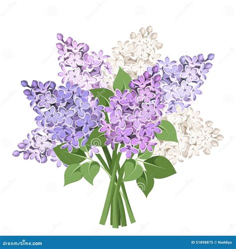 bouquet of purple and white lilac flowers vector illustration stock vector image 51898875