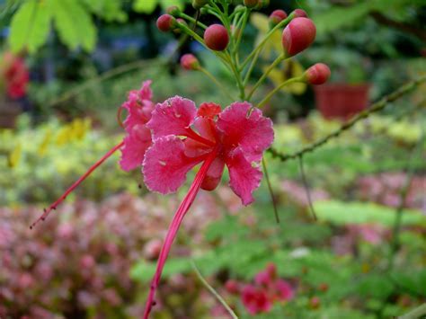 We did not find results for: FLOWERS NAME IN URDU. IN URDU | Flowers name in urdu ...