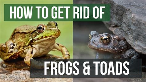 How To Get Rid Of Frogs And Toads 4 Easy Steps Youtube