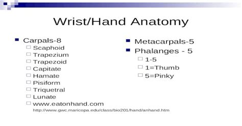 Wristhand Anatomy Carpals 8 Scaphoid Trapezium Trapezoid Capitate