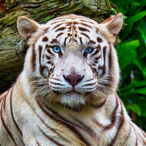 Tiger Dyr Zoo Albino Gratis Foto På Pixabay Pixabay