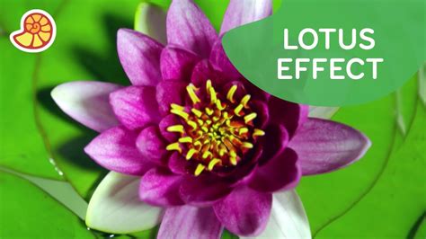 Learning From Nature The Lotus Effect ☔ Xploration Nature Knows Best