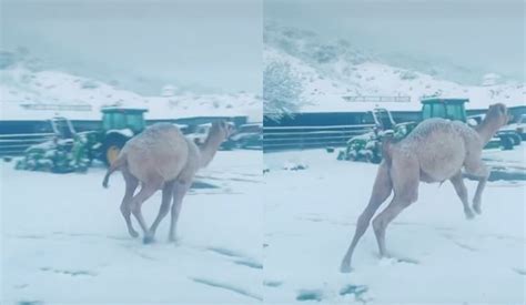Viral Video Seeing The Snowfall The Camel Jumped With Joy Did Such A