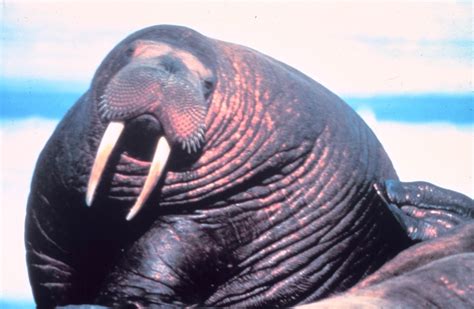 Pacific Walrus Odobenus Rosmarus Divergens 태평양 바다코끼리 Image Only