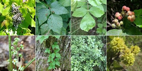 Eastern Poison Ivy Vs Fragrant Sumac Identification
