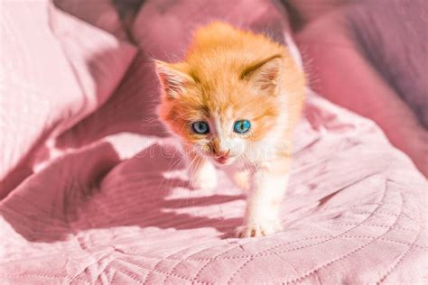 Small Red Kitten With Blue Eyes On A Pink Background The Nature Of The
