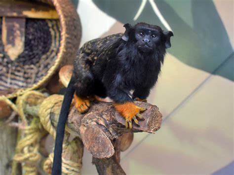 Saguinus Midas Red Handed Tamarin In The Green Planet