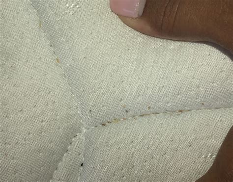 Bed bug bites can cause nasty reactions, but for the most part itchiness and discomfort. Are these bed bug shells? I was helping my very messy ...