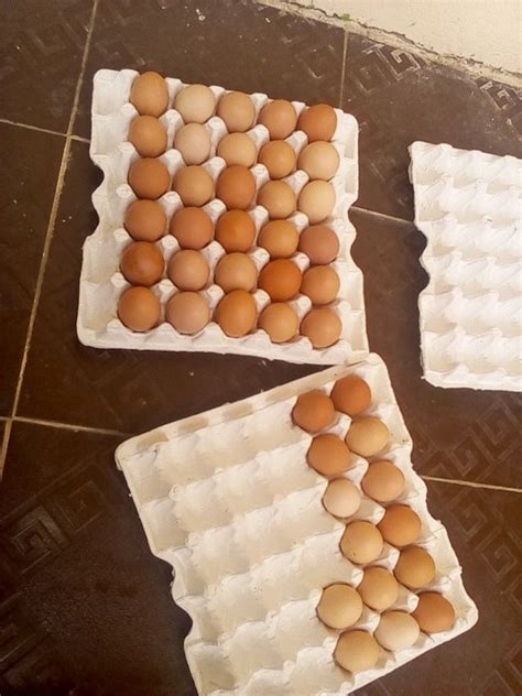 Check spelling or type a new query. How Much Do You Sell Your Eggs? - Agriculture - Nigeria