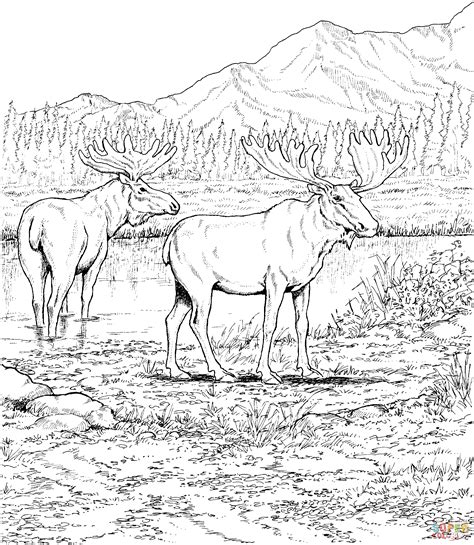 Search through 623,989 free printable colorings at getcolorings. Free Printable Elk Coloring Pages - Coloring Home