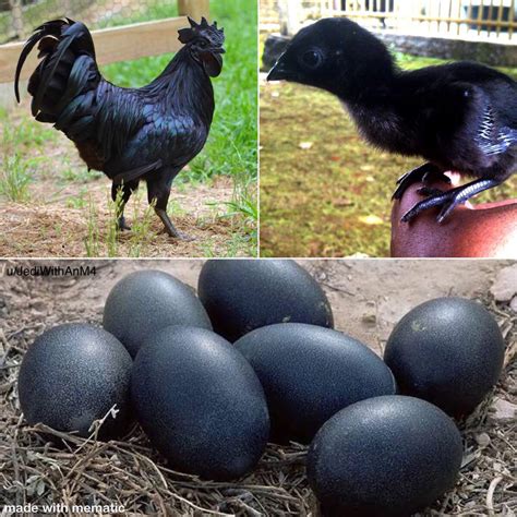 Ayam Cemani Is An Incredibly Rare Breed Of Chicken From Indonesia Due