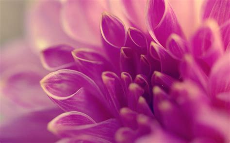 Free 18 Purple Flower Backgrounds In Psd Ai Vector Eps