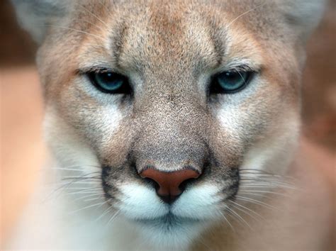 Eastern Puma Officially Declared Extinct Unilad