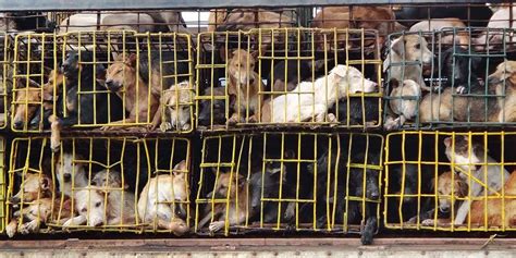 The eating of dog meat in china dates back thousands of years. Ending the Dog Meat Trade | Soi Dog Foundation