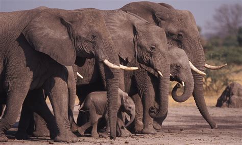 Tell him a dirty joke so he turns red, strangle him until he turns blue, and then shoot him with a blue. Celebrating elephant love on Mother's Day - Africa Geographic
