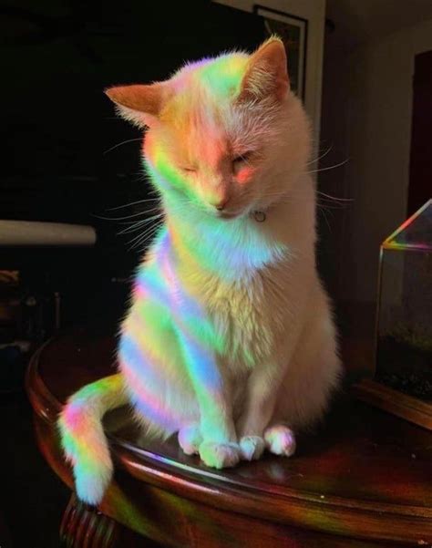 Rainbow Kitty 🌈 Cats In 2020 Rainbow Cat Cats Cute Baby Cats