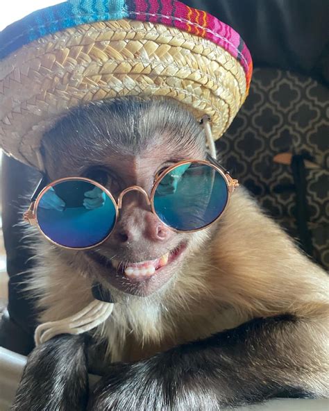 Tiktok Monkey George Dead Viral Star Who Stole Hearts Of His