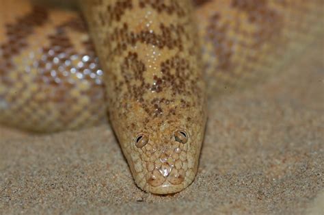 Arabian Sand Boa... looks like a sock puppet | Animals ...