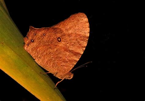 The Common Evening Brown Melanitis Leda Bali Wildlife