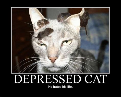 Depressed Cat By Ryden Chan On Deviantart