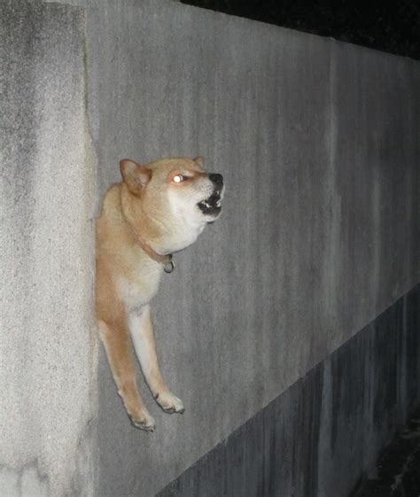 Hilarious Shiba Doge Inu Getting Stuck Everyday
