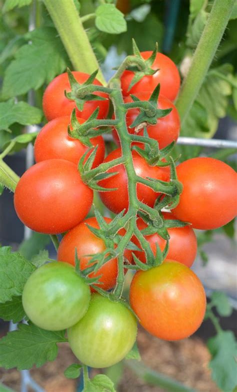 Tomato Sugar Gloss Tomato Beautiful Fruits Fruit Picture