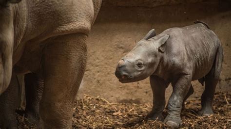 Rare Eastern Black Rhino Born At Chester Zoo In Front Of Delighted