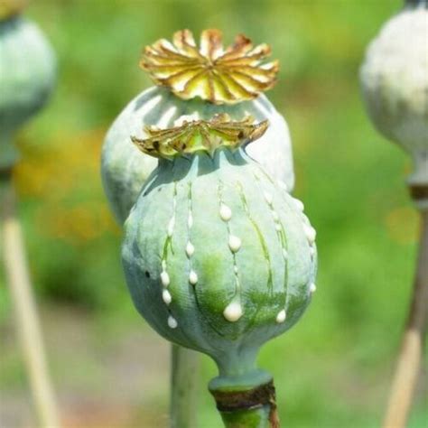 Wholesale Afghan Blue Opium Poppy Seeds Papaver Etsy