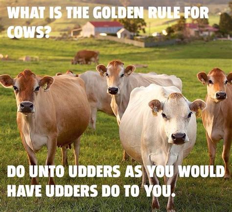 10 Images About I Love Cows On Pinterest The Golden A