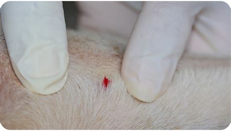 How To Safely Remove A Tick From Your Dog Companion Protect