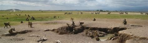 Socially Structured Transmission Amboseli Baboon Research Project University Of Notre Dame
