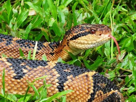 The Silent Fate Or Bushmaster Is The Longest Viper In The World The