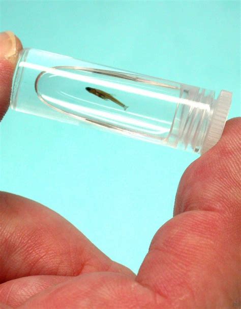 Paedocypris Progenetica Worlds Tiniest Fish Read More Info Small