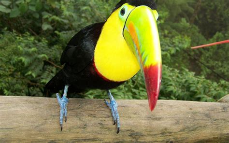 Bird Wallpaper Hd Toucan Enclosure Colorful Beak Yellow Throat And