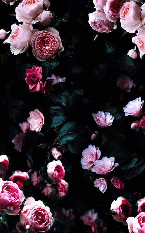 Dark Flowers Wallpapers Wallpaper Cave