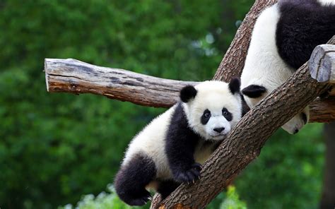 Download Wallpapers Little Panda Cute Animals Pandas Wildlife Panda