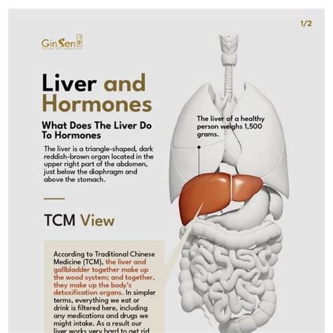 What Does The Liver Do To Hormones