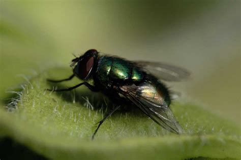 How To Get Rid Of Green Flies How I Get Rid Of