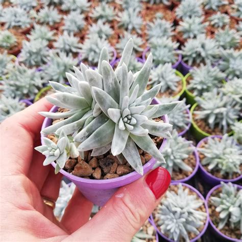 The selection of a flower pot or planter for succulents is often underestimated. Dudleya greenei Pot ø 6,5 - Giromagi Cactus and Succulents