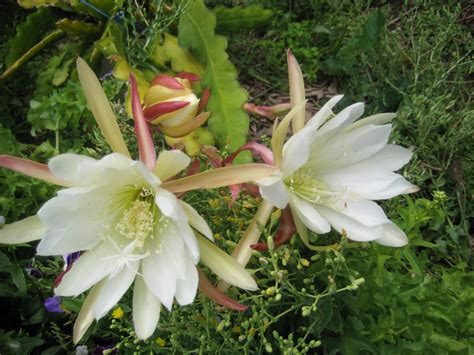 NgÀy MỚi Trồng Hoa Quỳnh Epiphyllum