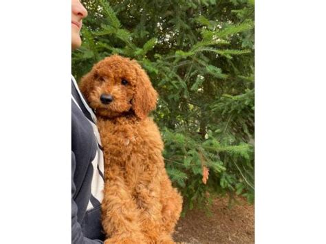 42 red standard poodle puppies near me. 11 weeks old red Poodle puppy in Oregon City, Oregon ...