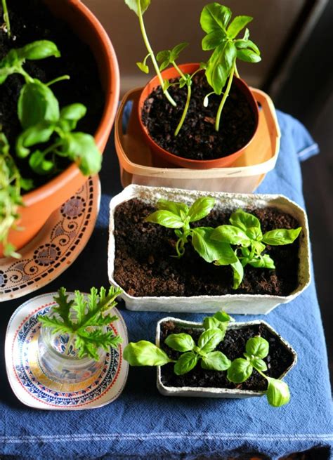 How To Root Basil
