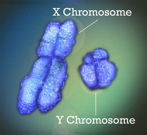 X And Y Chromosome The X And Y Chromosomes Also Known As Flickr