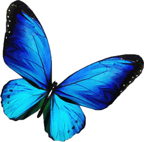 Blue Light Butterfly Png Hd