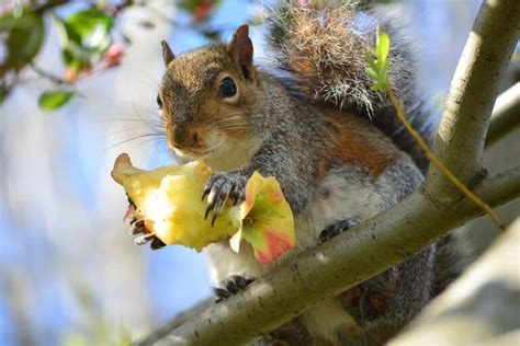 How Often Do Squirrels Eat Apples Into Yard