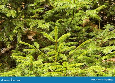 Fresh Young Spruces Stock Photo Image Of Forest Growth 85783994