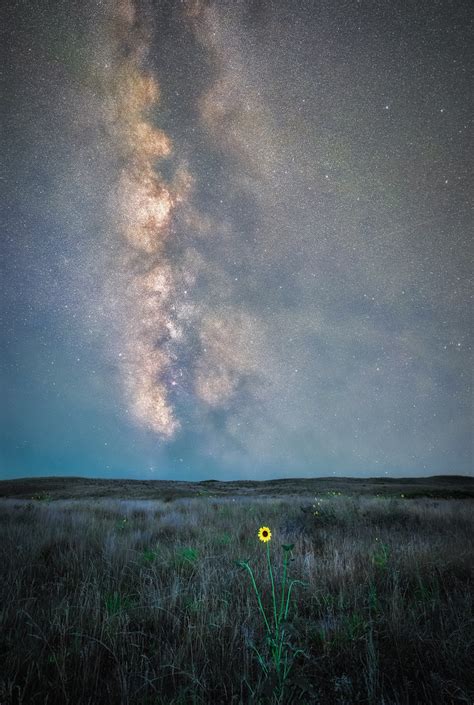 The Milky Way And Meteor Over Wild Sunflowers In The Sandh Flickr