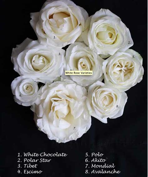 The most famous rose colors for wedding flowers are red, white and pink. White roses | Rose varieties, White roses, Rose
