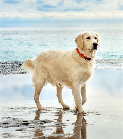 And a natural tail carried level with the back or with a slight upward curve. Gold Golden Retriever Dog Breed Puppies Fact - Dog Dwell